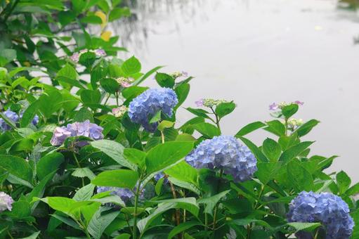 Waterside hydrangeas, JPG