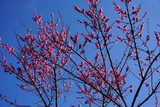 Plum blossoms, JPG
