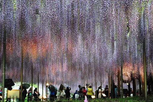 春の足利フラワーパークの藤 春の足利フラワーパークの藤の写真