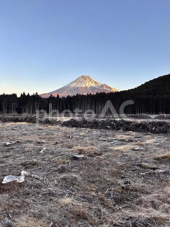 冬の富士山と木々 富士山,自然,風景の写真素材