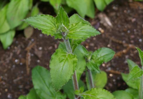 アケボノセンノウの写真