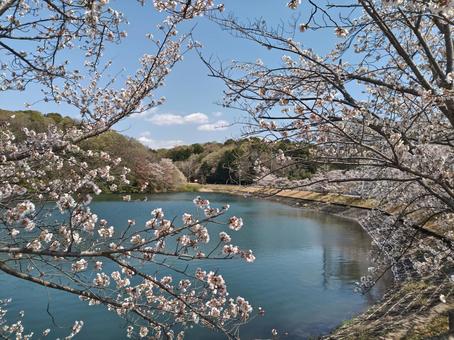 桜並木 桜並木の写真