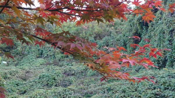 紅葉 秋,葉,枝の写真素材