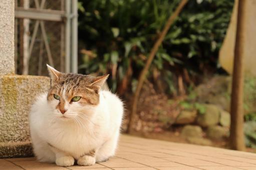 猫 猫の写真