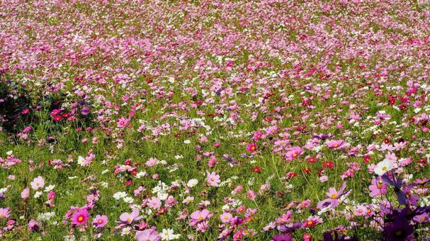 秋のひたち海浜公園・コスモスの丘・茨城県 秋のひたち海浜公園・コスモスの丘・茨城県 秋,コスモス,国営ひたち海浜公園の写真素材