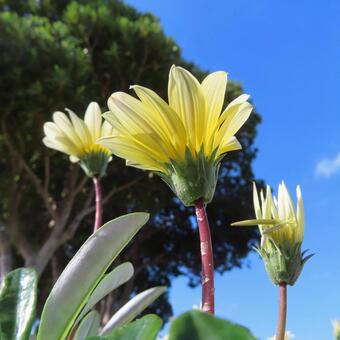 ガザニア ガザニア,花,花びらの写真素材