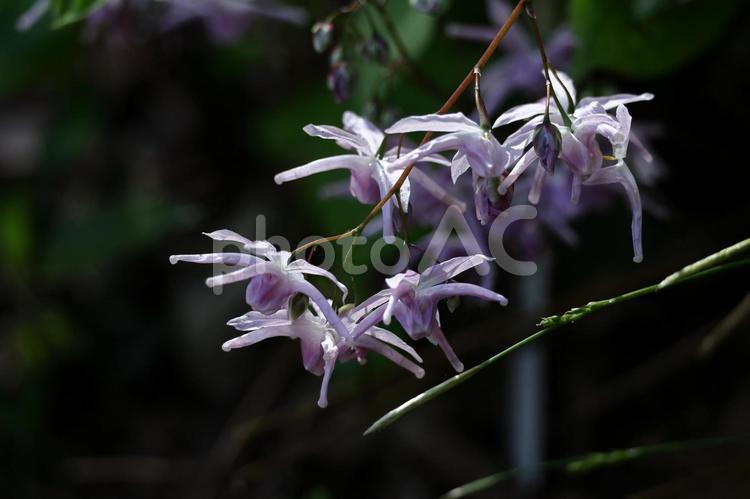 船の錨に似た花 イカリソウ(錨草,碇草),花の写真素材