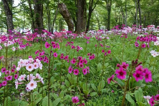 クリンソウ 中禅寺湖千手ヶ浜6月 クリンソウ 中禅寺湖千手ヶ浜6月の写真