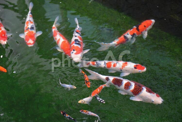 錦鯉の稚魚01 錦鯉,ニシキゴイ,稚魚の写真素材