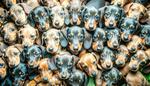 犬の大群 犬,仔犬,子犬の写真素材