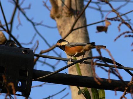 A varied tit perched on a power line in the suburbs, yamagara, bird, birds, JPG