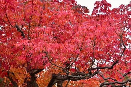 紅葉 紅葉の写真