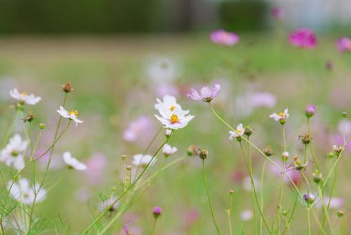 Beautiful pale pink cosmos, JPG