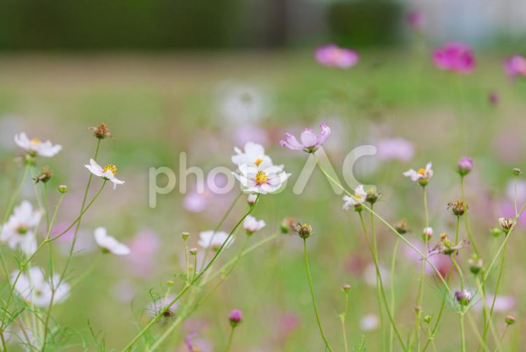 薄ピンク色の美しいコスモス コスモス,秋桜,草花の写真素材