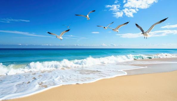 浜辺のカモメと青空の写真