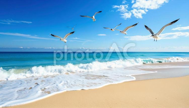 浜辺のカモメと青空 浜辺,カモメ,青空の写真素材