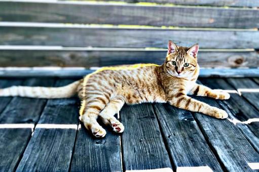 デッキでくつろぐ猫 ネコ,茶トラ,デッキの写真素材