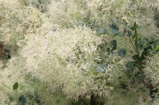 Photo, smoke tree, plant, wood, 