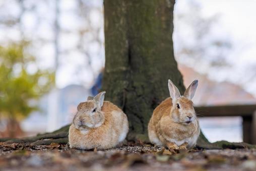 大久野島の兎 大久野島の兎 うさぎ,大久野島,野生動物の写真素材