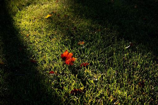 芝生に落ちた紅葉したモミジ 芝生に落ちた紅葉したモミジの写真