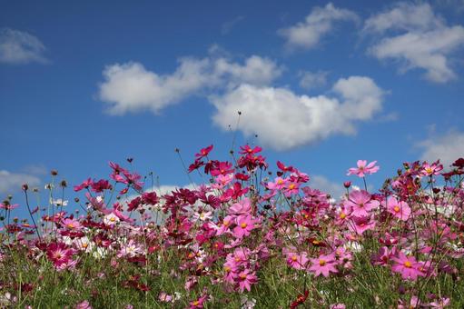 雲と青空とピンク色の秋桜畑の風景の写真