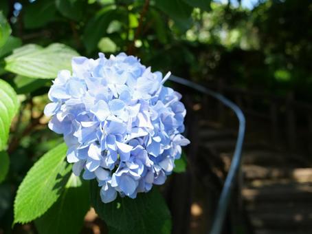 多摩川　あじさい 多摩川,あじさい,紫陽花の写真素材