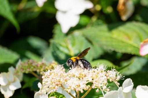 Photo, early summer, bear, honeybee family, 