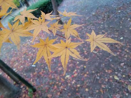 黄葉　もみじ 黄葉,もみじ,秋の写真素材