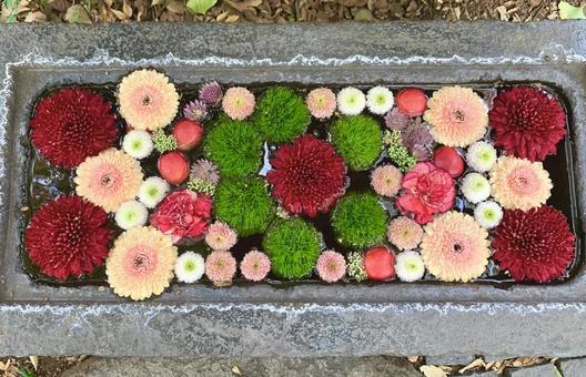 色鮮やかな花手水32 花手水,はなちょうず,手水舎の写真素材
