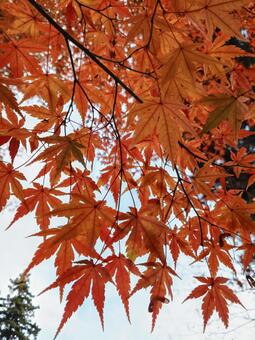 紅葉 秋,紅葉,赤いの写真素材
