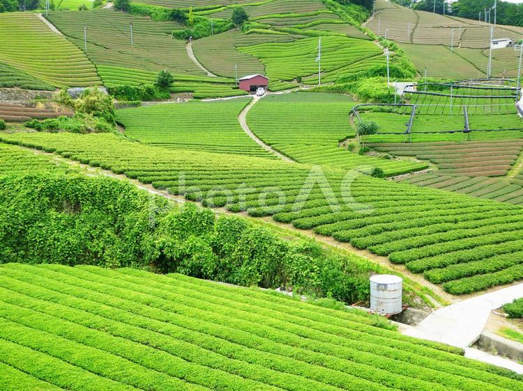 茶畑　和束 お茶,写真,茶の写真素材