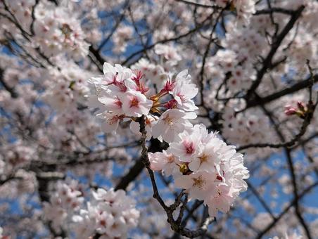 美しい桜の花 美しい桜の花の写真