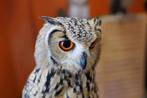 フクロウ フクロウの写真