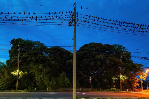 電線に鳥が群がる朝の風景 電線に鳥が群がる朝の風景の写真