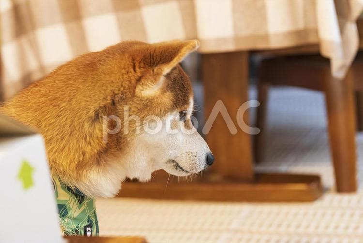 何かが気になって見つめる柴犬の横顔 柴犬,しばいぬ,日本犬の写真素材