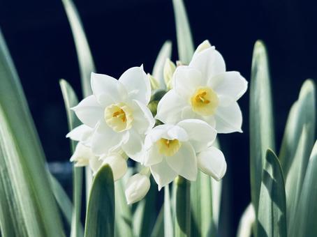 水仙 水仙の写真