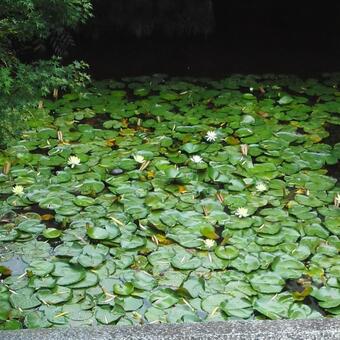 蓮池 蓮池の写真