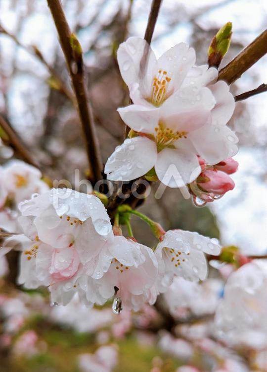 雨に濡れる桜 桜,ソメイヨシノ,春の写真素材