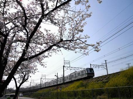東京メトロ6000系×桜 東京メトロ6000系×桜の写真