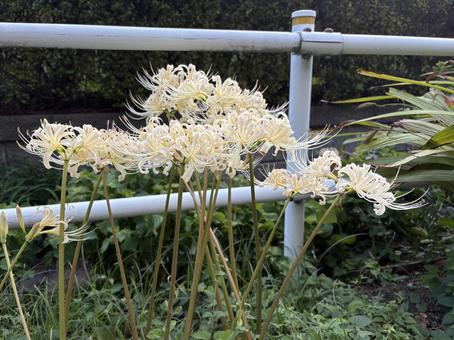 街中の白い彼岸花4 街中の白い彼岸花4 彼岸花,ヒガンバナ,花の写真素材