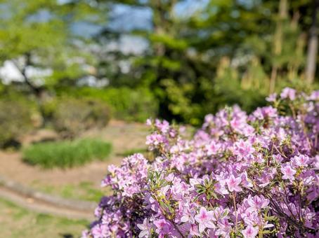 Photo, park, matsumoto city, city hill park, 