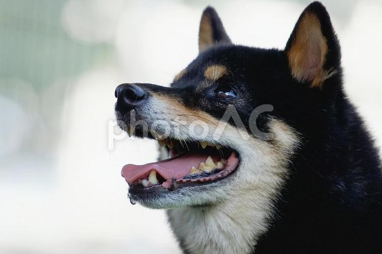 ワンコの顔（柴犬・豆柴） 犬,柴犬,黒柴の写真素材