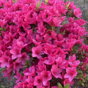 Cute Azalea Crowd, JPG