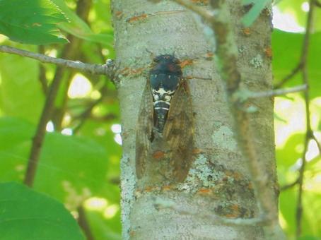 【昆虫写真】アブラゼミ（油蝉） アブラゼミ,油蝉,生き物の写真素材