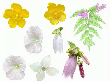 花集合 花集合 花,切り抜き,素材の写真素材