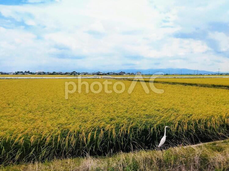 実った稲 稲,田,田んぼの写真素材