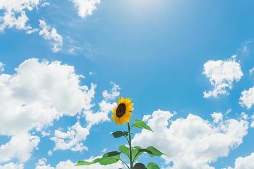 ひまわり ひまわり,花,夏の写真素材