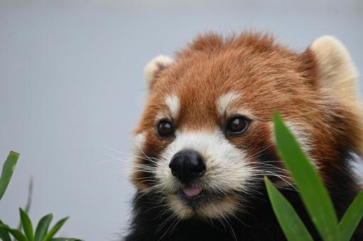 レッサーパンダ レッサーパンダの写真