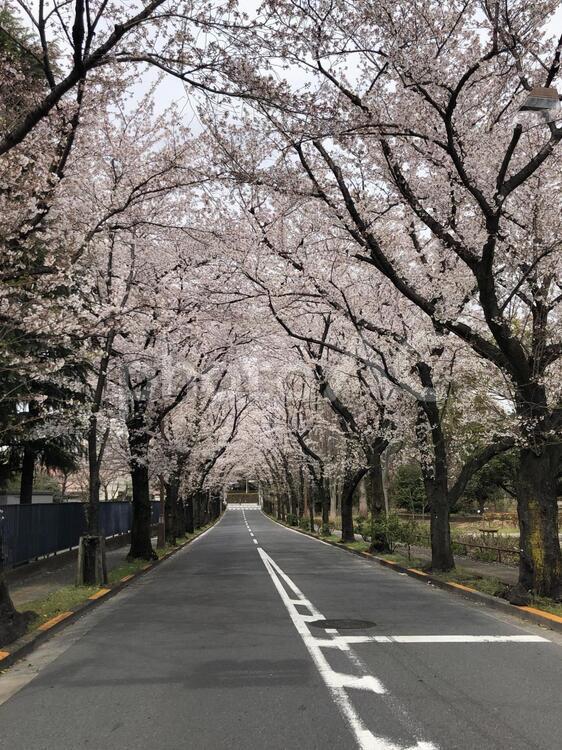 桜並木 木,道路,風景の写真素材