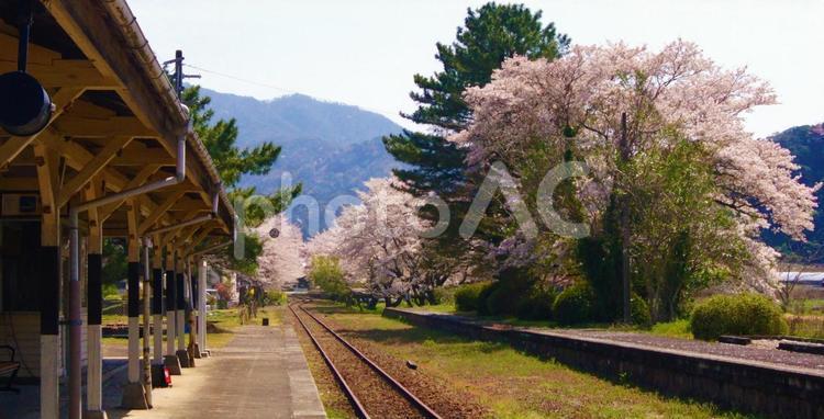 廃線　春列車２ 春,鉄道,景色の写真素材
